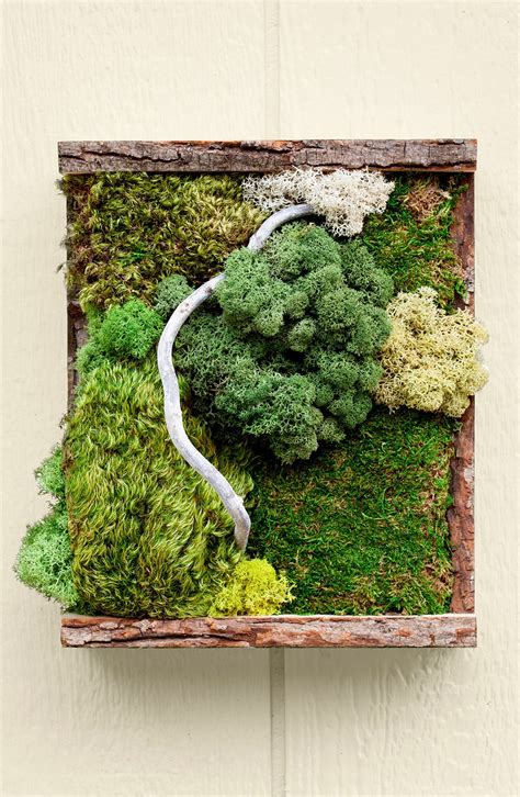 The Role of Moss in Soil Erosion Control and Restoration